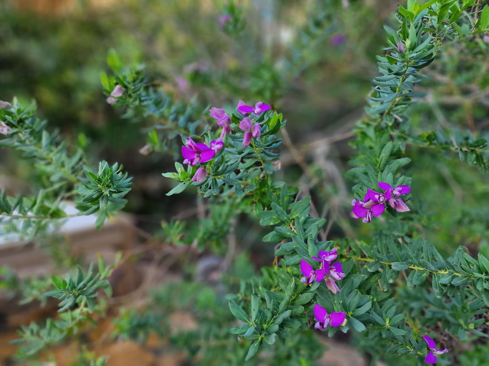 [object Object] - image