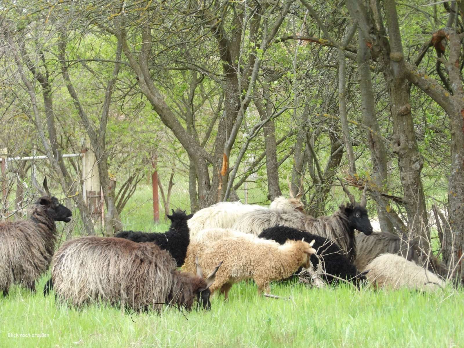 [object Object] - image