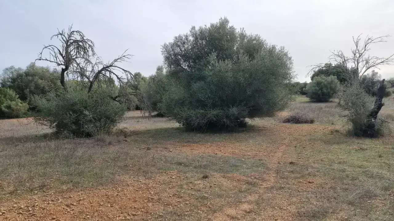 [object Object] - image