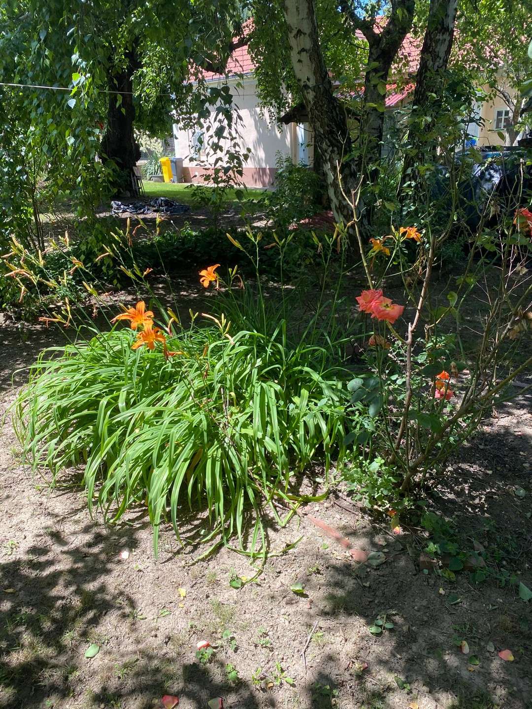 [object Object] - image