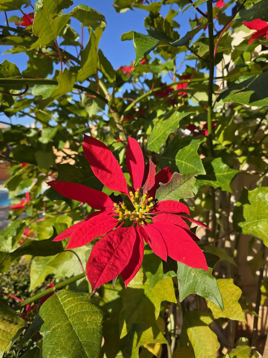 [object Object] - image