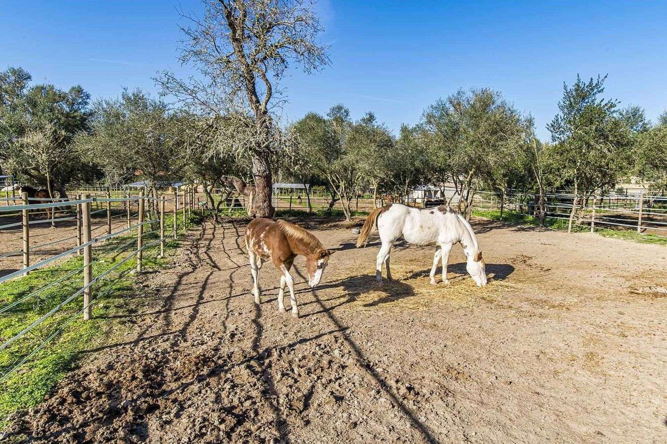 [object Object] - image