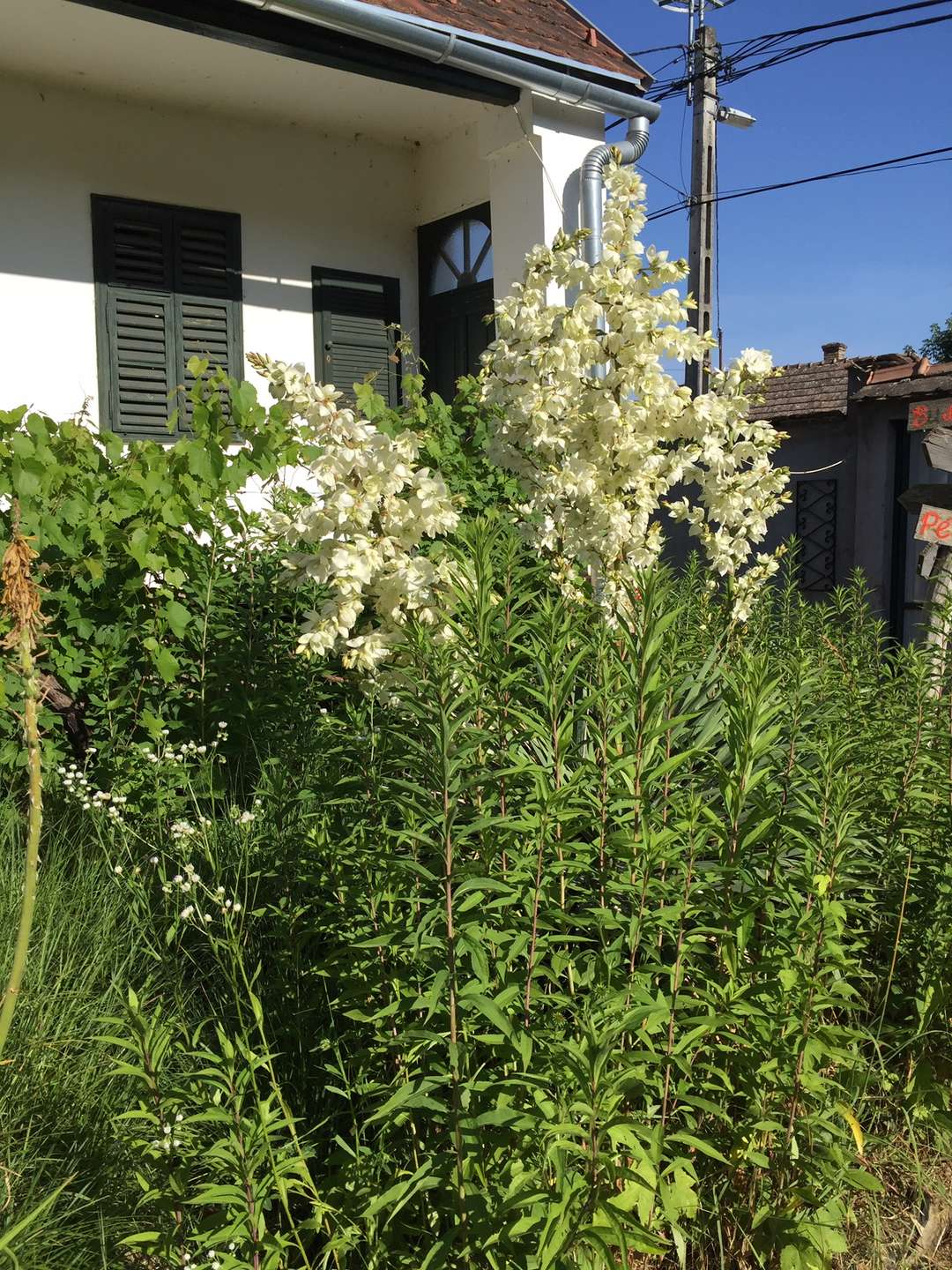 [object Object] - image