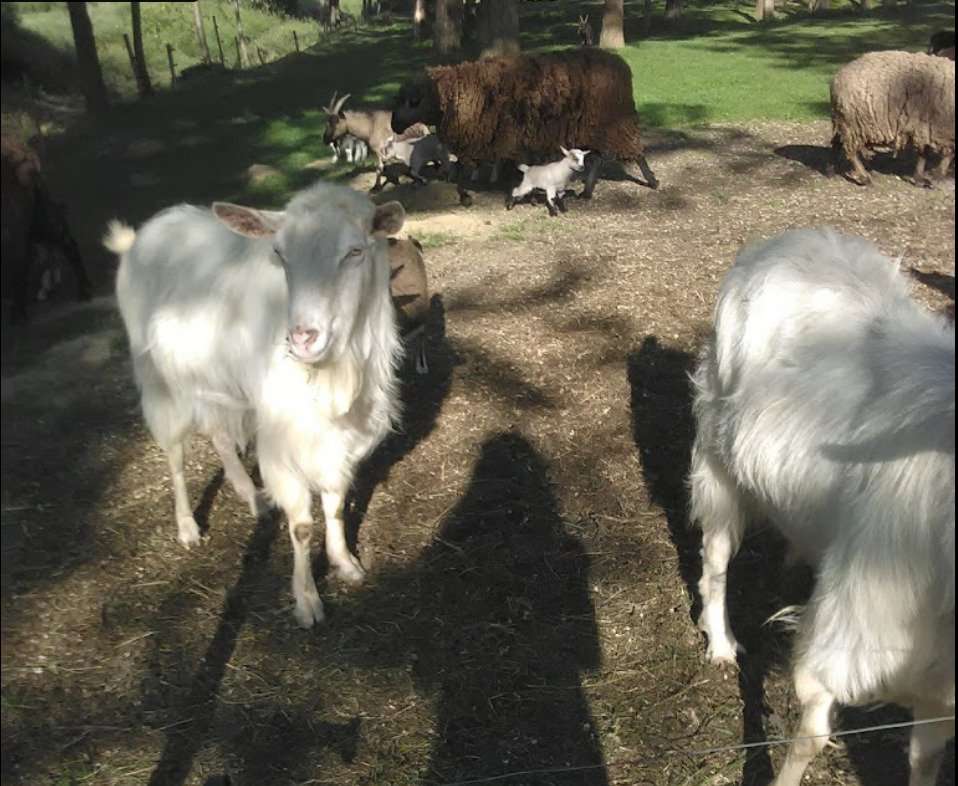 [object Object] - image