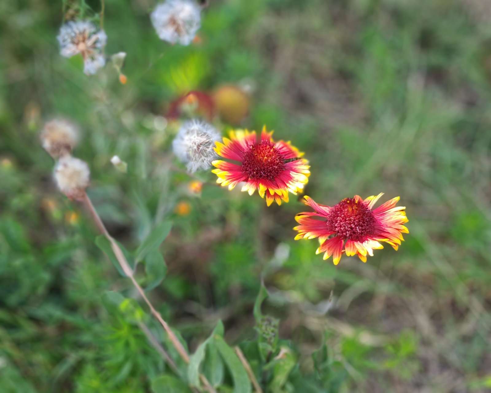 [object Object] - image