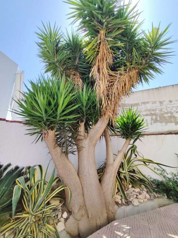 [object Object] - image