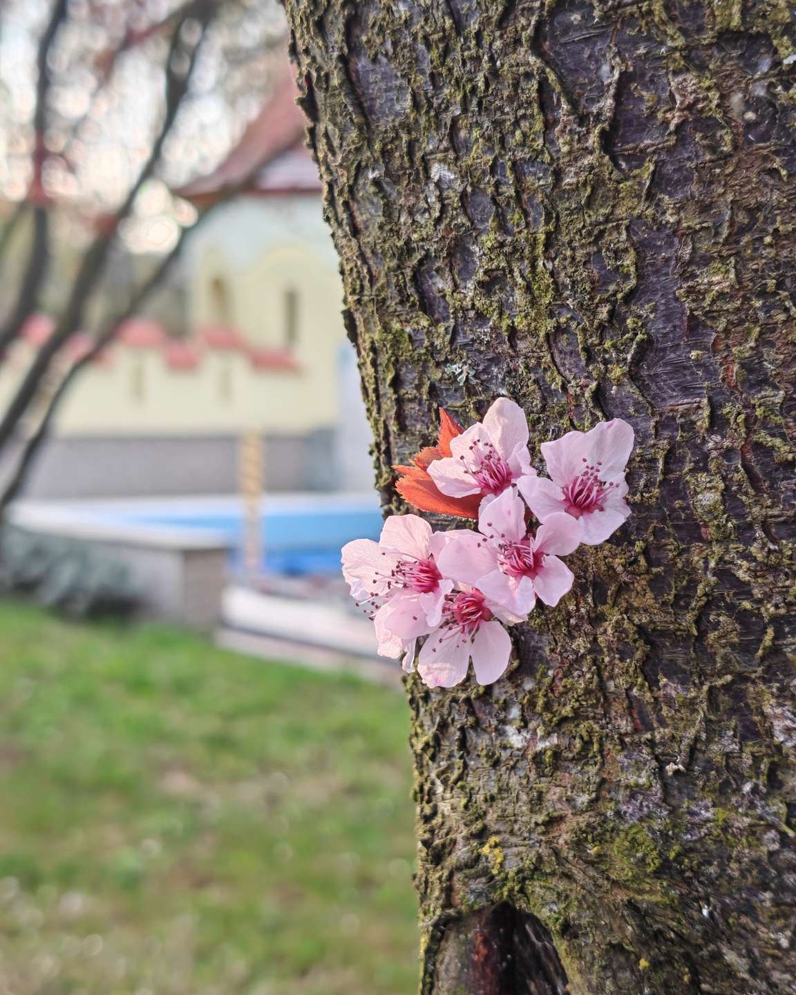 [object Object] - image