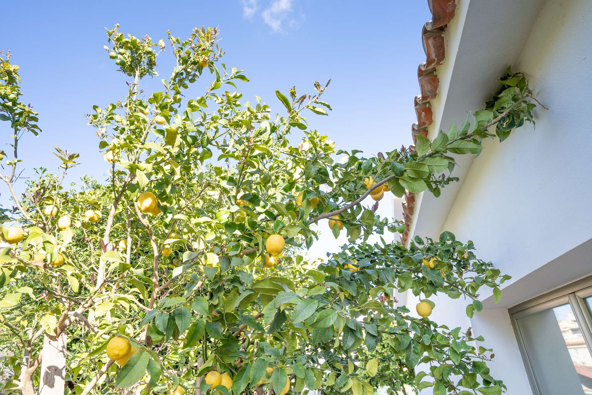 [object Object] - image