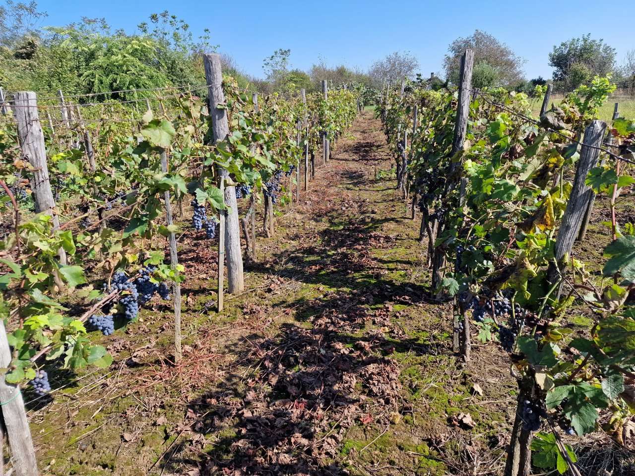 [object Object] - image