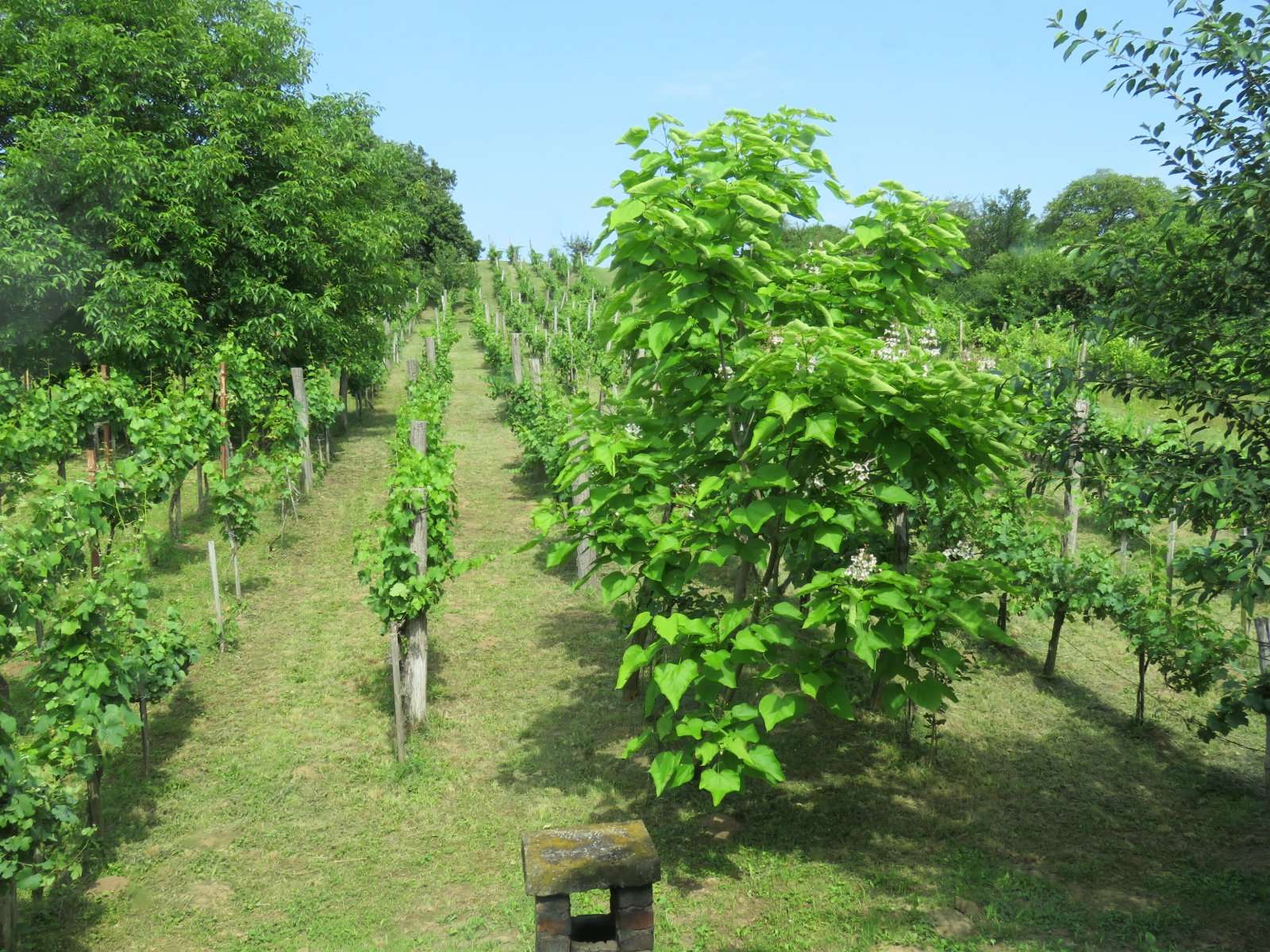 [object Object] - image