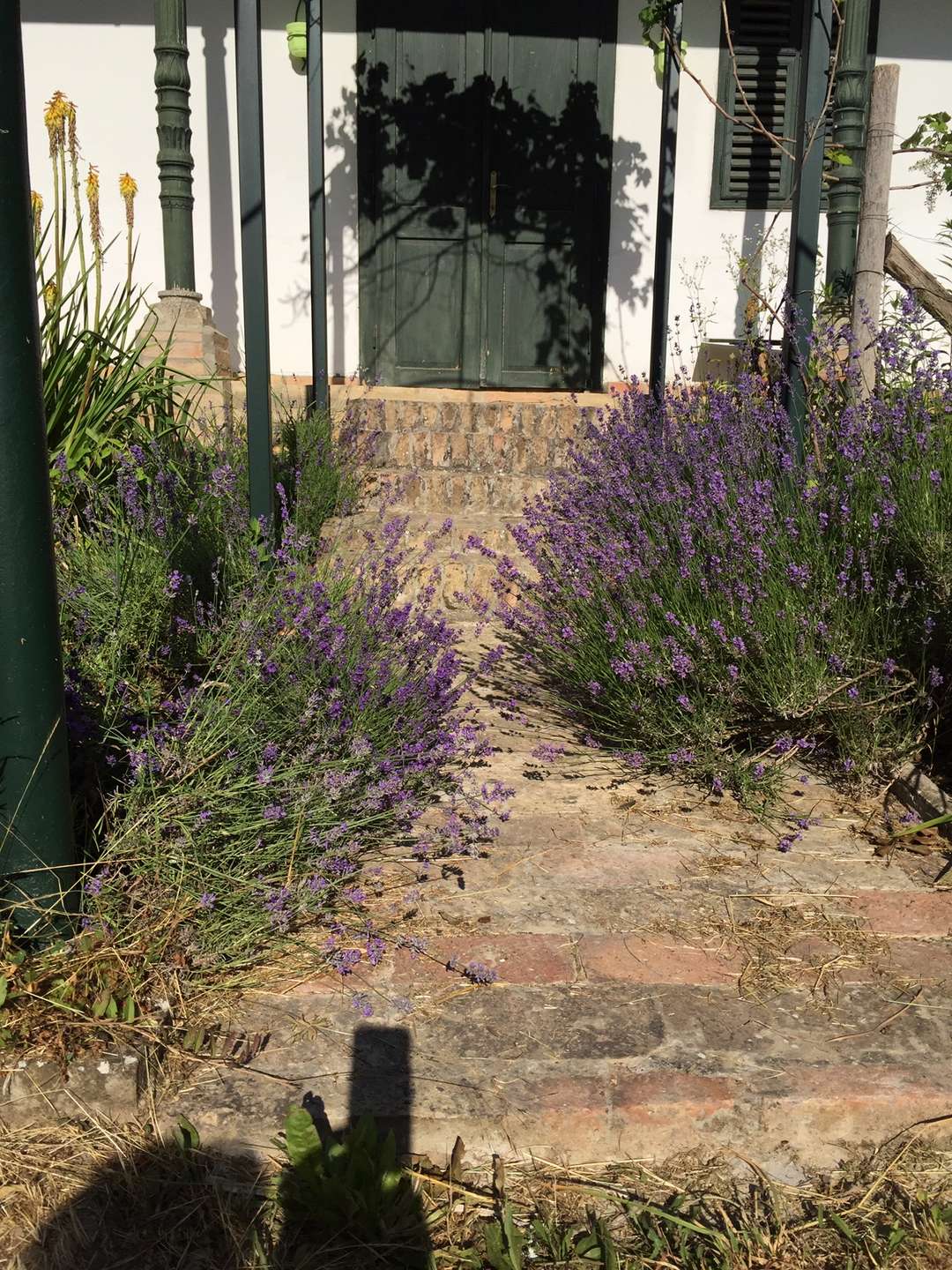 [object Object] - image