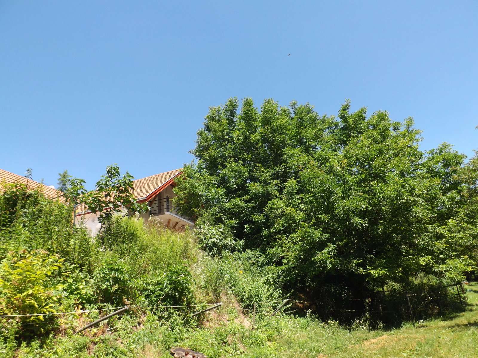 [object Object] - image