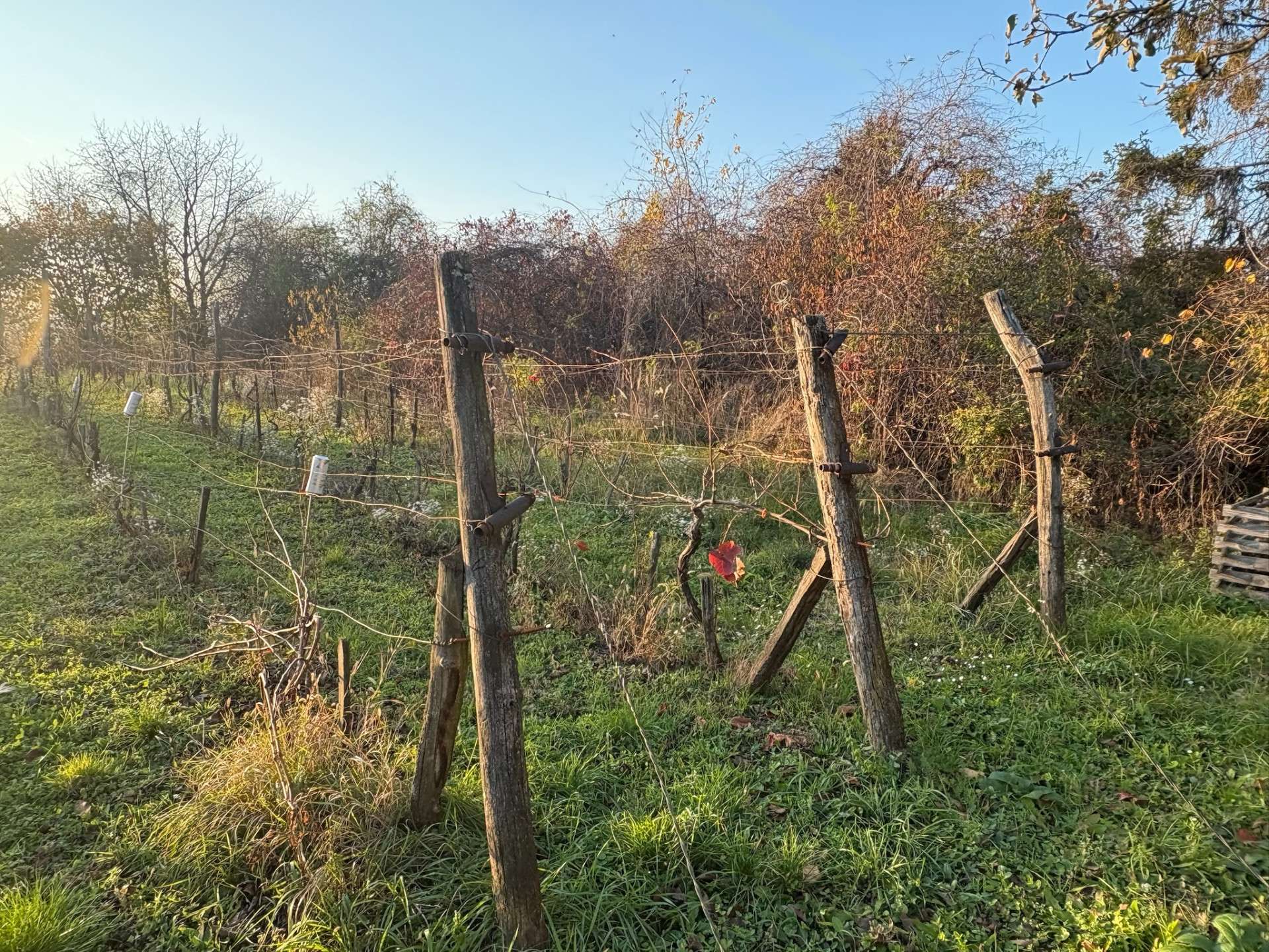 [object Object] - image