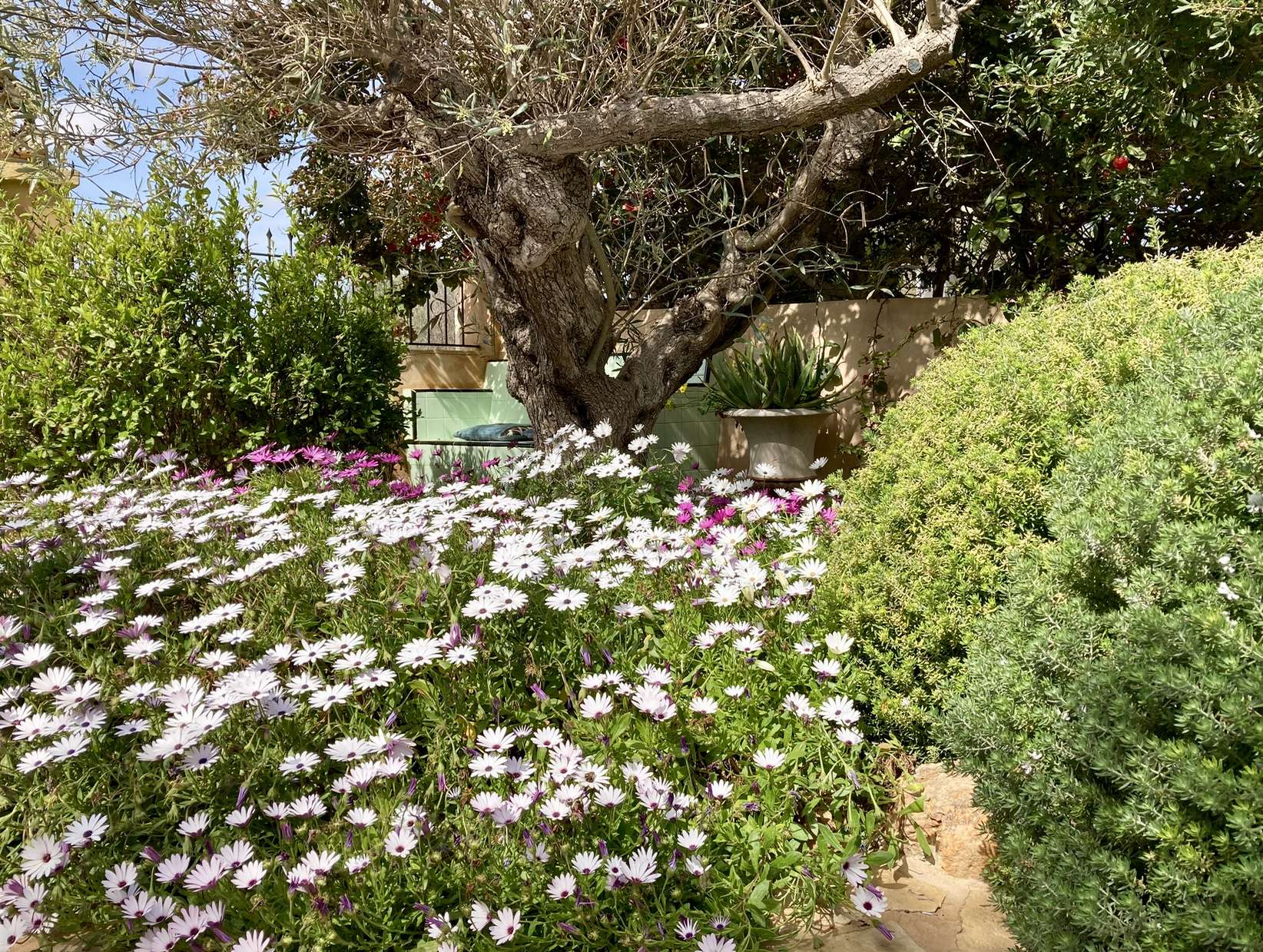 [object Object] - image