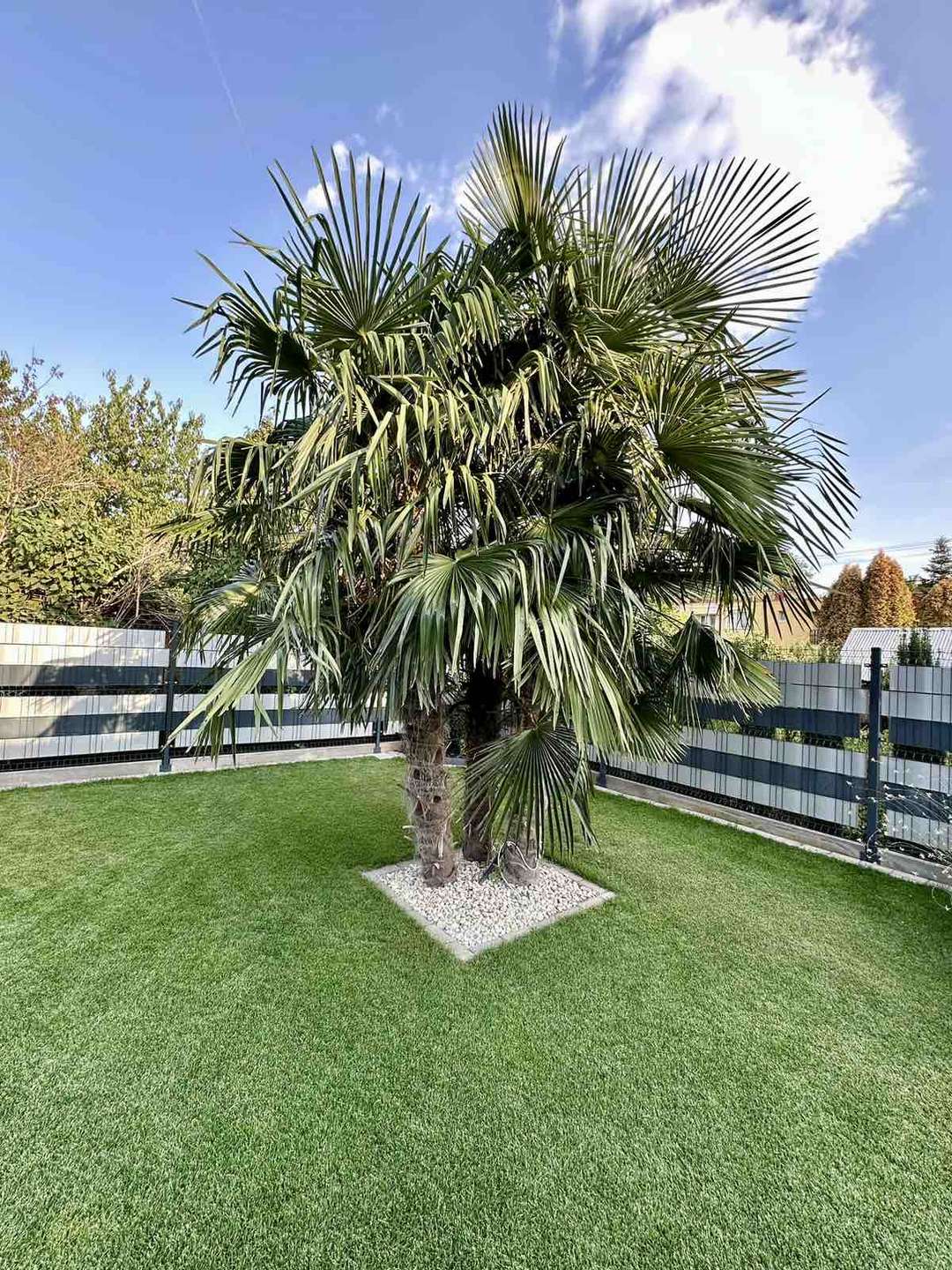 [object Object] - image