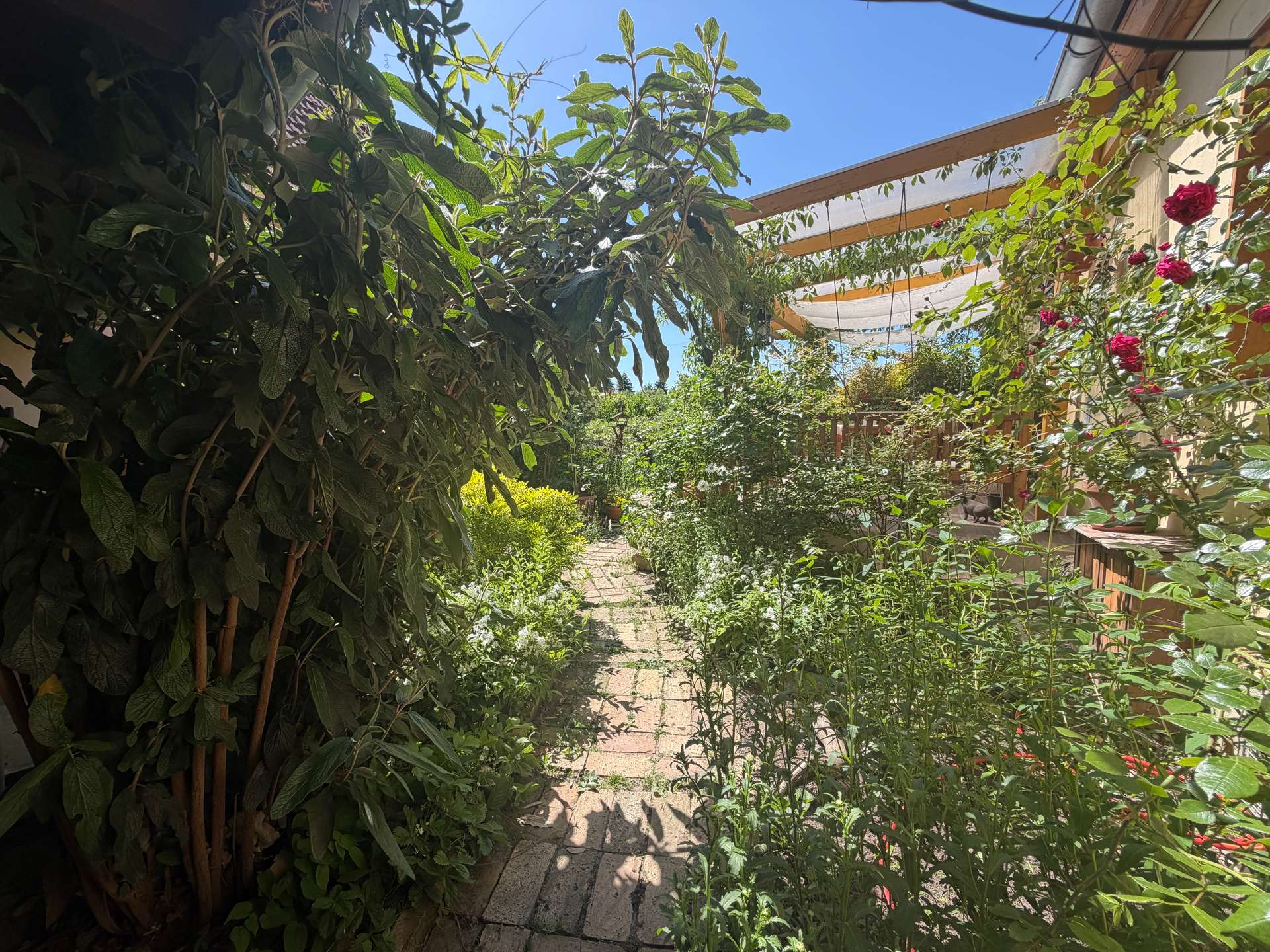 Garten Eingangsbereich 