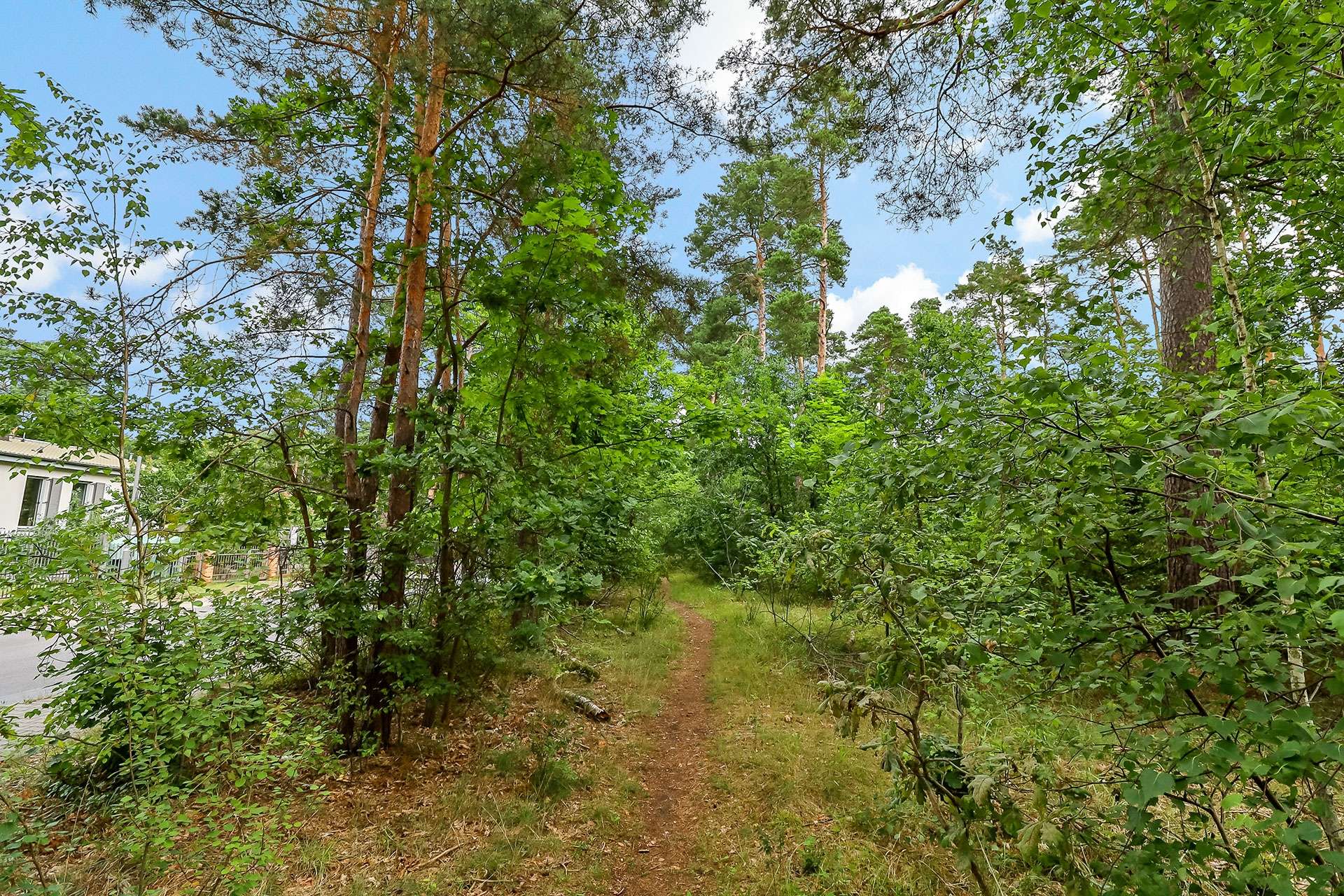 Waldansicht