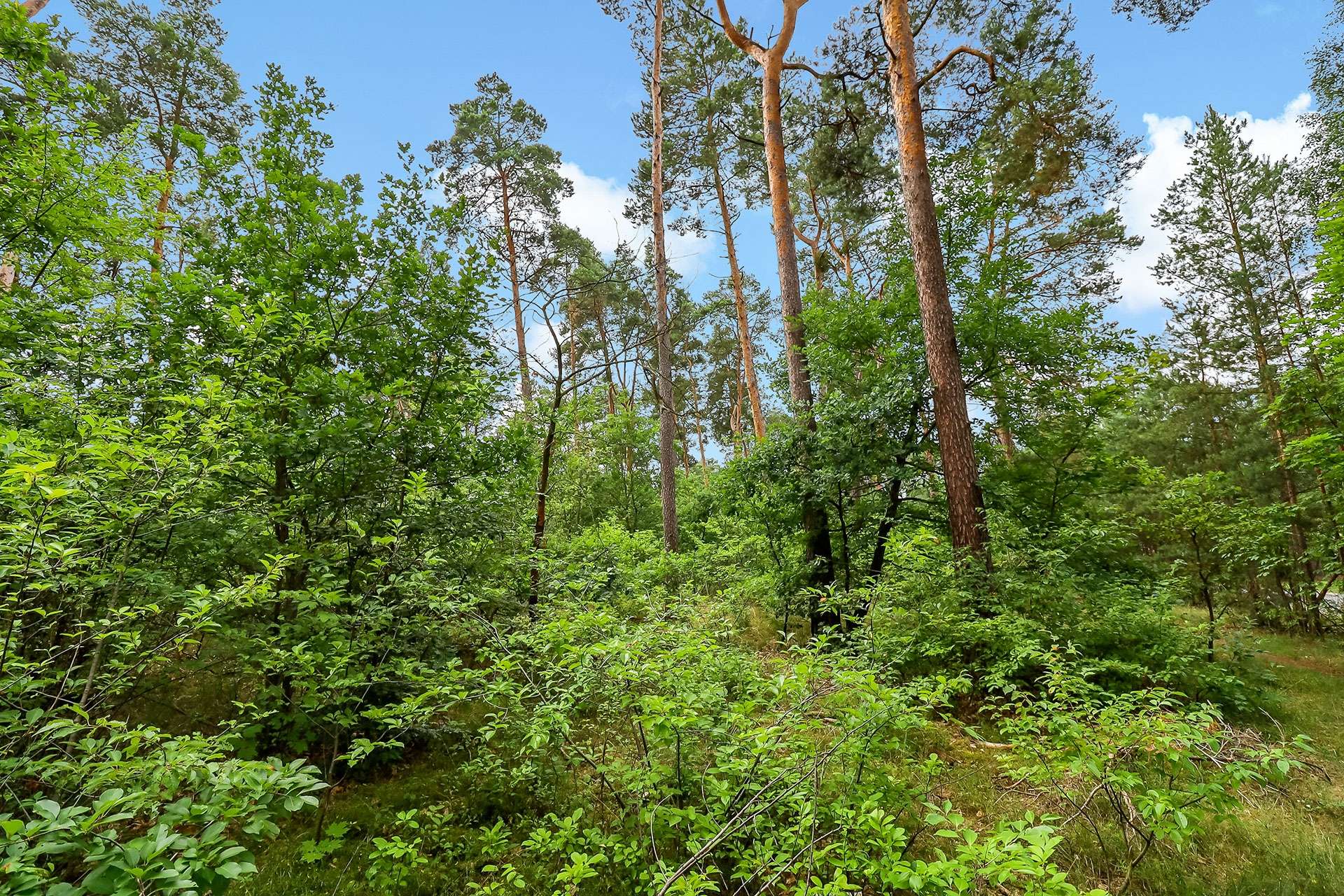 Waldansicht