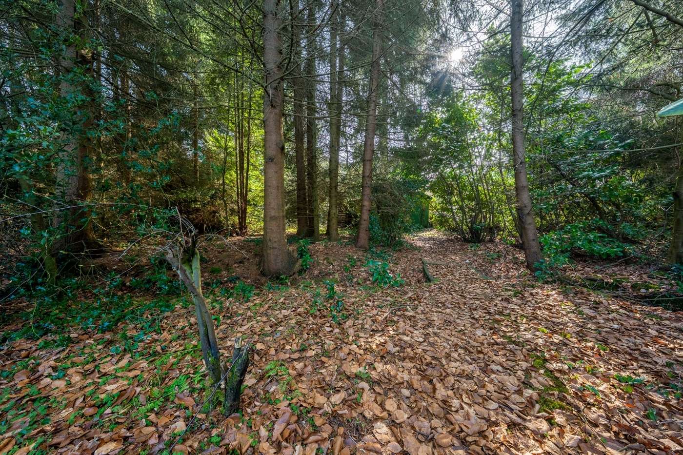 Ruhe, Natur, Lebensqualität: 
Ihr großzügiges Grundstück in Dassendorfs Top-Lage – Bild 5