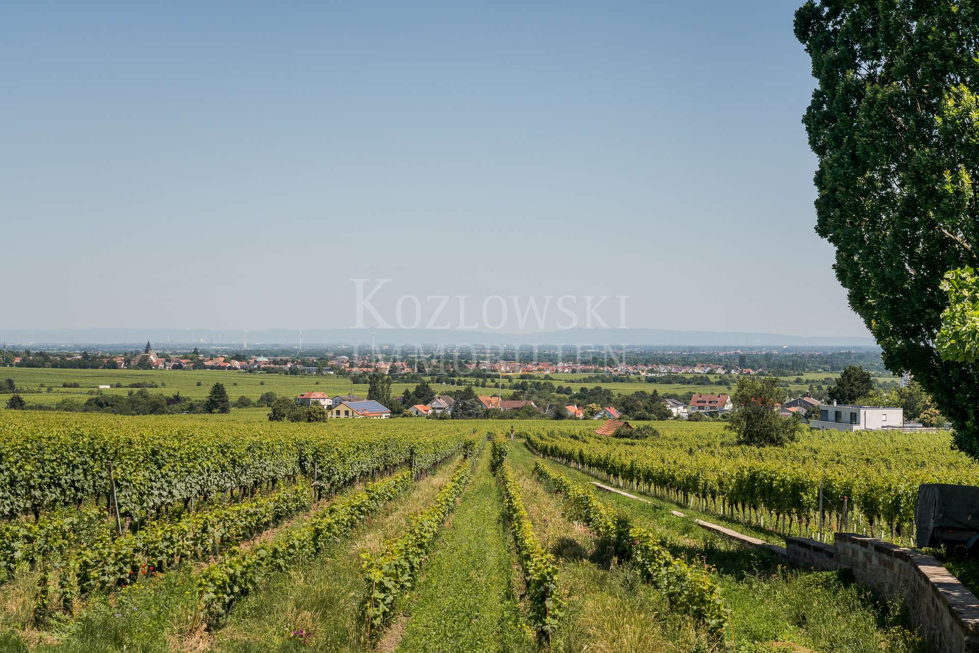 Weinberg rund 800 qm