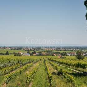 Weinberg rund 800 qm
