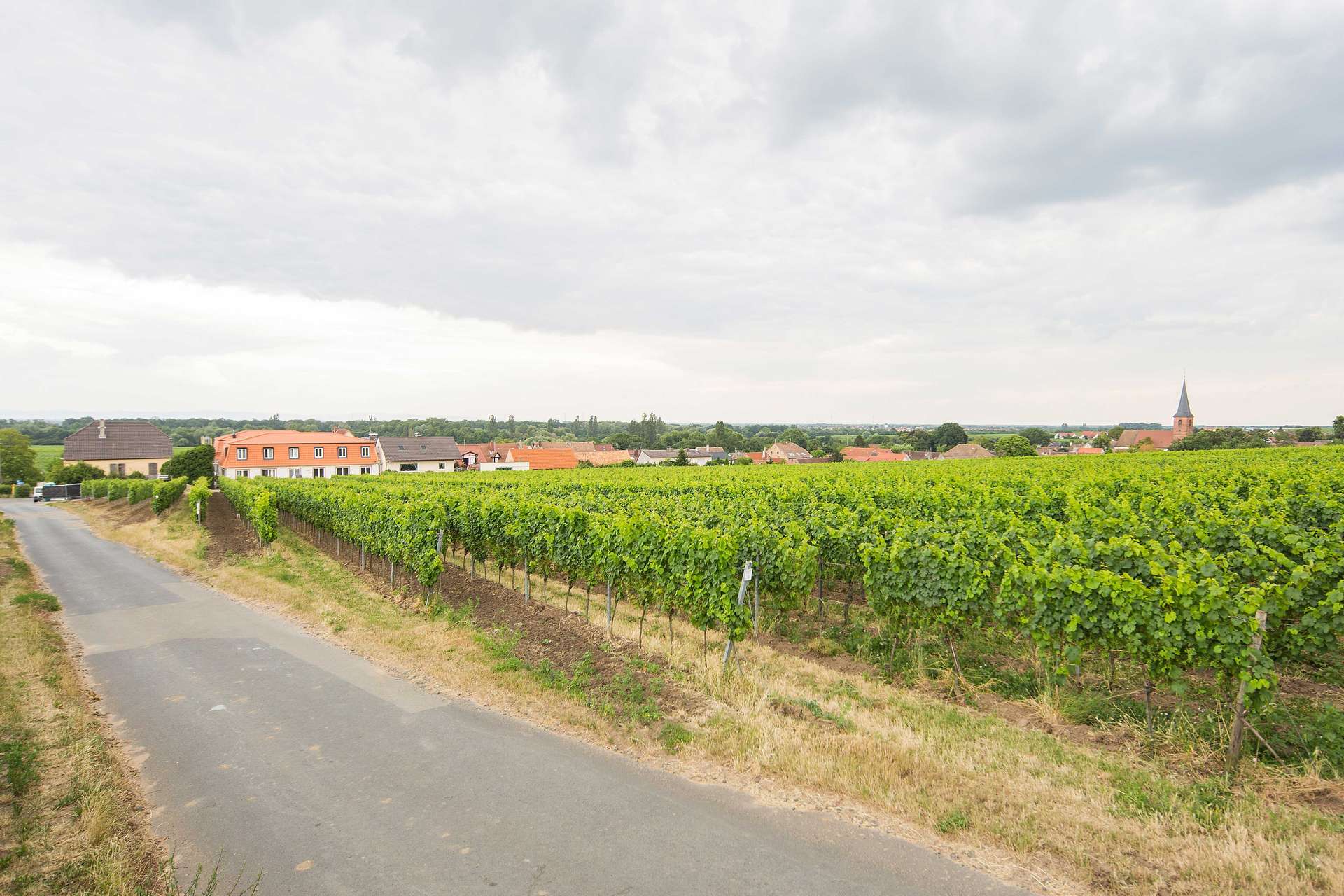 Blick auf Forst