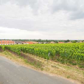 Blick auf Forst