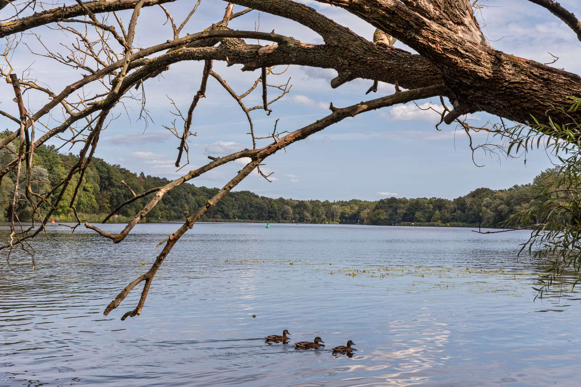 Griebnitzsee, Blick auf andere Uferseite